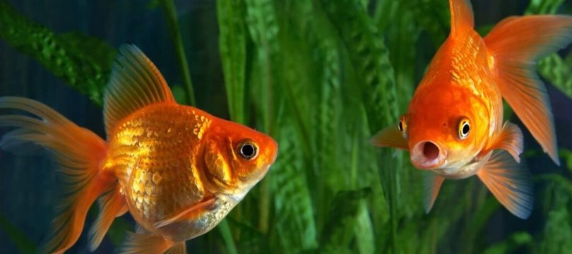 Aquarium brings happiness and prosperity at home