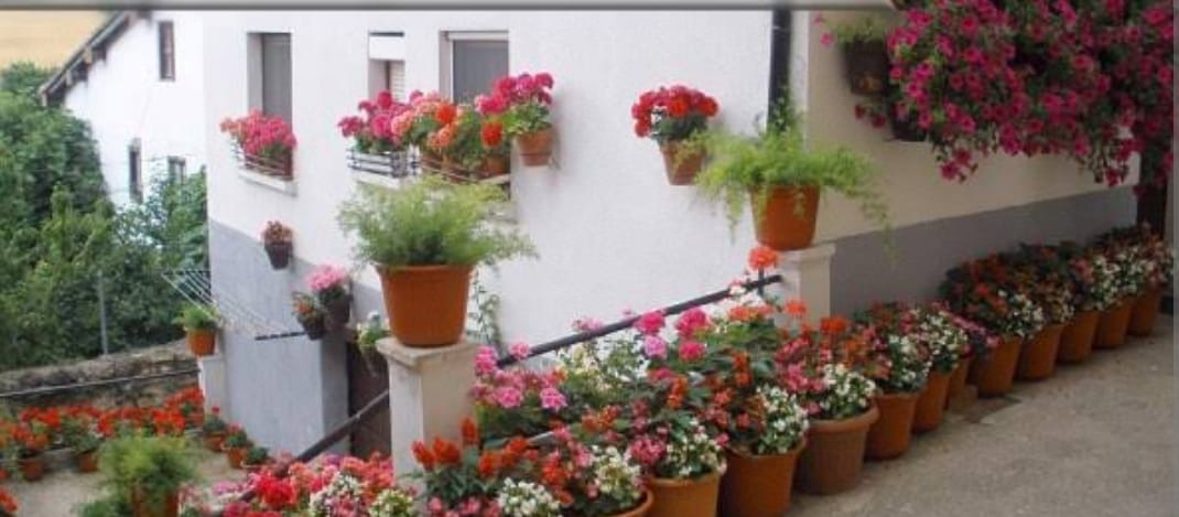 Try Container Gardening for Vastu Positivity if you live in multi-stories